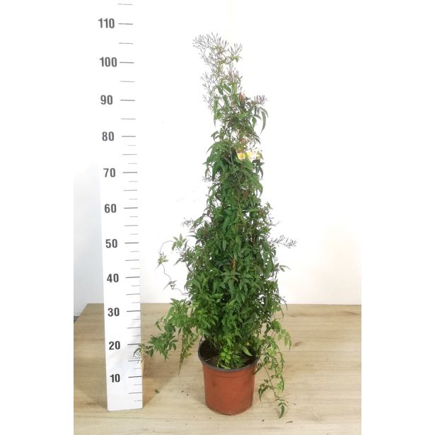 JASMIN VZPENJAVI L19