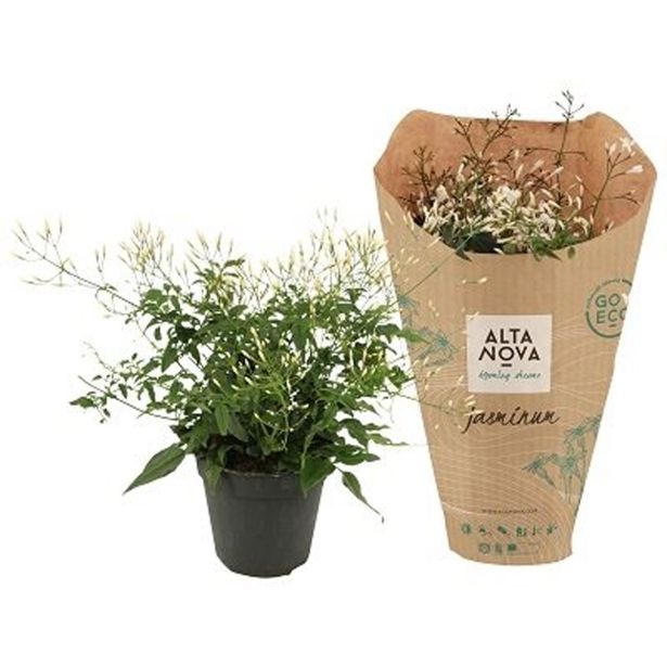 CVETOČA SOBNA RASTLINA VZPENJAVI JASMIN L12