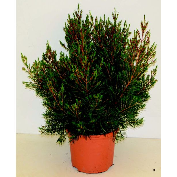 MEDITERANSKE RASTLINE WAX L19