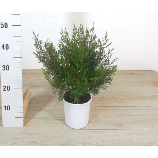 MEDITERANSKE RASTLINE WAX SNOWFLAKE L15