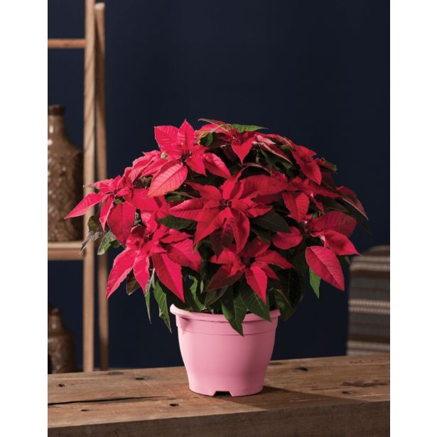 BOŽIČNA ZVEZDA POSEBNA 12 CM