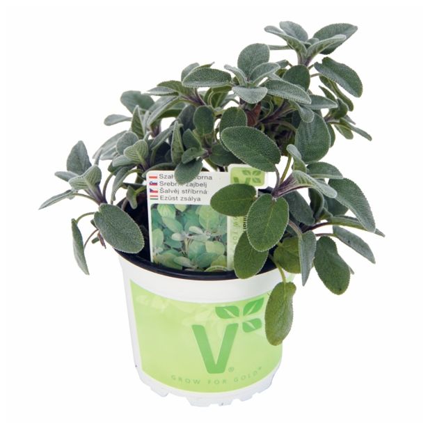 ŽAJBELJ VOLMARY SREBRNI CULINARIA L12