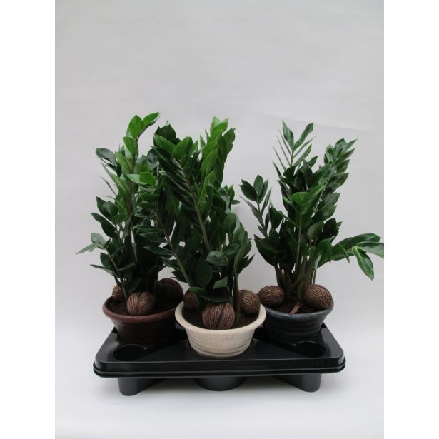 ZAMIJA L20 V OKRASNEM LONCU