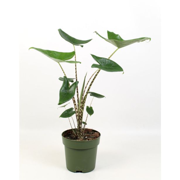 ALOKAZIJA ZEBRINA L14