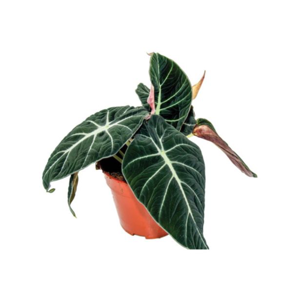 ZELENA RASTLINA ALOKAZIJA BLACK VELVET L14