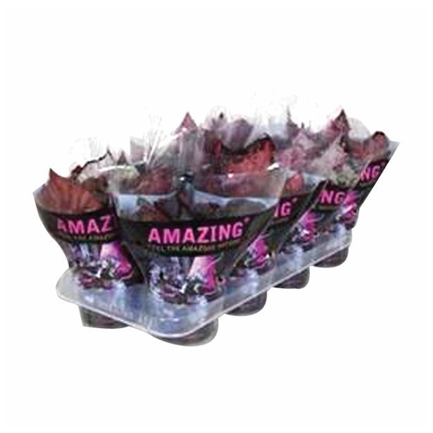 SOBNA ZELENA RASTLINA BEGONIA REX