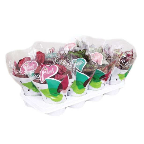 ZELENA RASTLINA BEGONIJA BELEAF L12