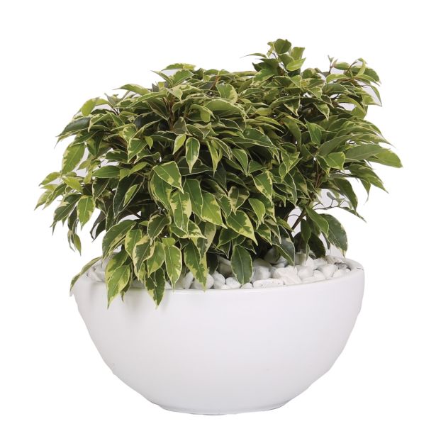 ZELENA RASTLINA BENJAMIN