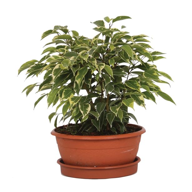 ZELENA RASTLINA BENJAMIN