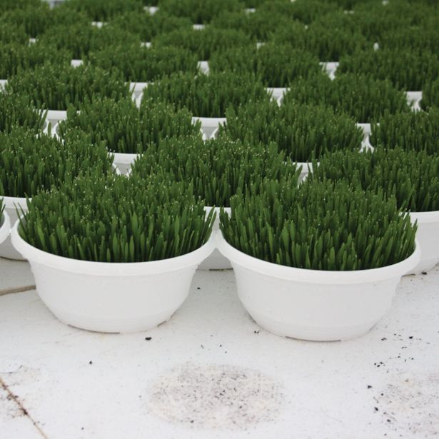 ZELENA RASTLINA BOŽIČNO ŽITO