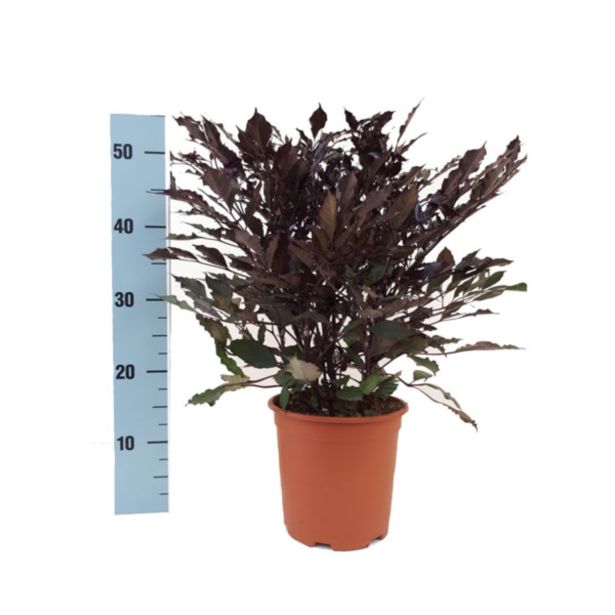 SOBNA ZELENA RASTLINA BURGUNDOVKA LEEA BURGUNDII