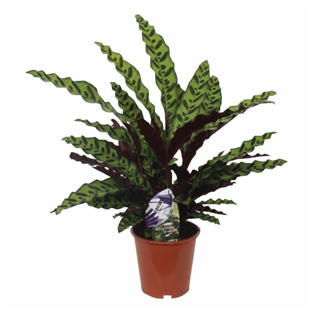 KALATEJA RUFIBARBA WAVESTAR L19