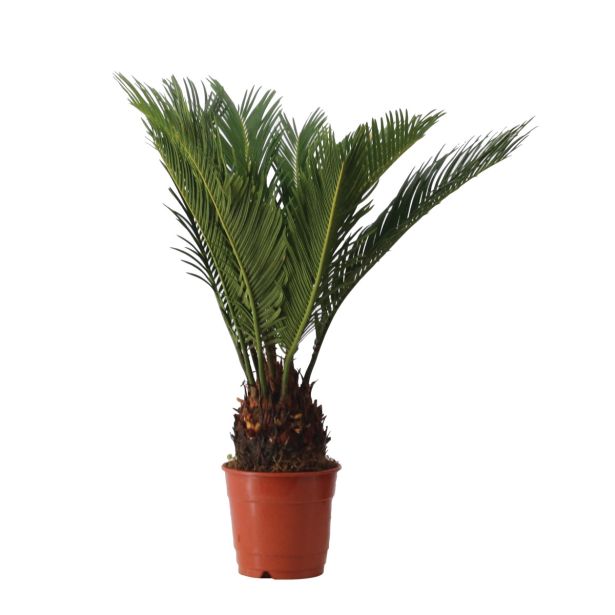 CIKAS PALMA PALMA L12