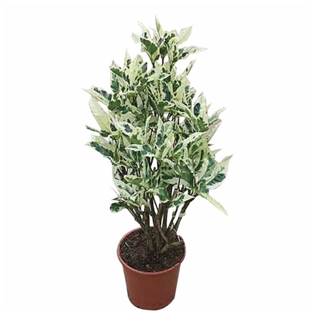 KROTON CODIAEUM TAMARA