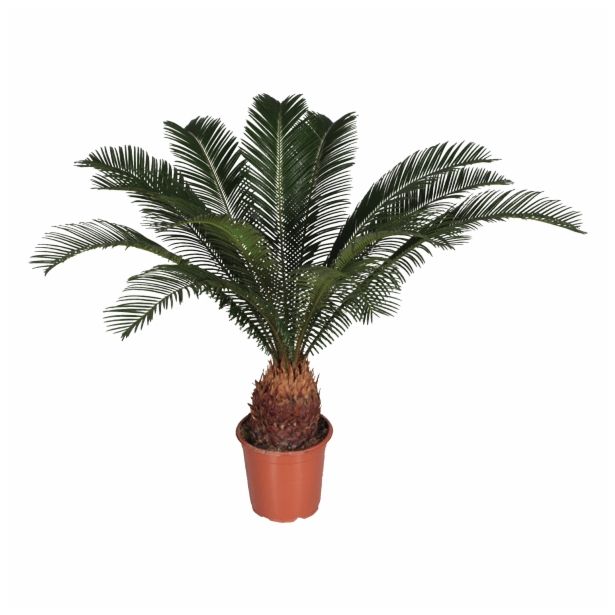 CIKAS PALMA REVOLUTA L21