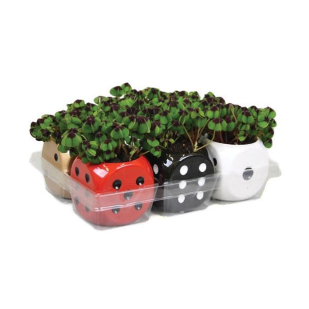 ZELENA RASTLINA DETELJICA V OKR. LONCU KOCKA