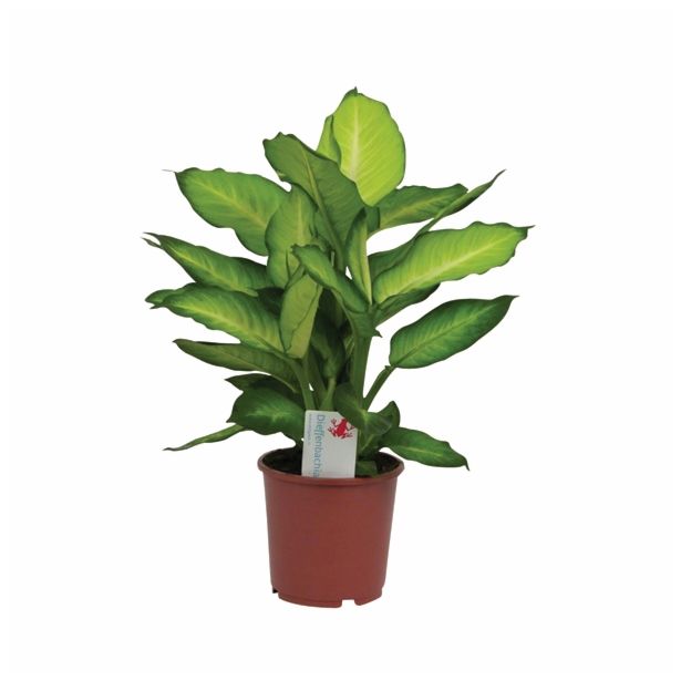 ZELENA RASTLINA DIFFENBACHIA SUMMER STYLE