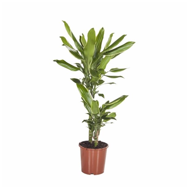 ZMAJEVKA DRACAENA FRAGRANS GOLD DREAM