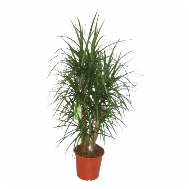 ZMAJEVKA DRACAENA MARGINATA L27