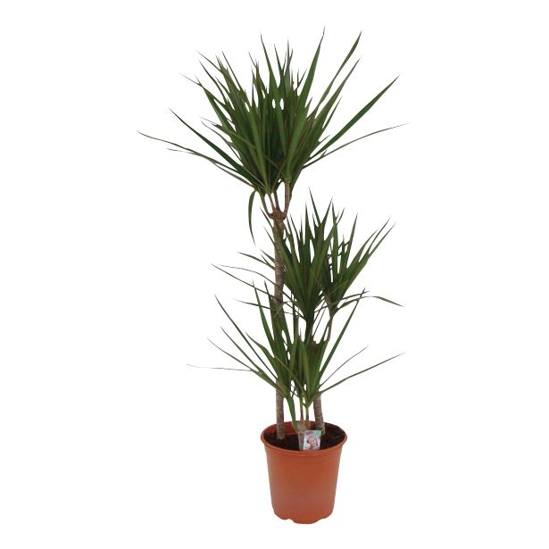 ZMAJEVKA DRACAENA MARGINATA L21