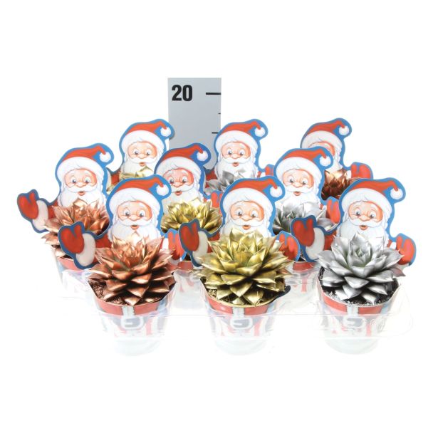 EŠEVERIJA ESCHEVERIA BARVANA NOVO LETO L8.5