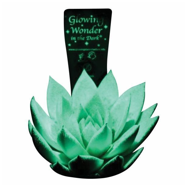 ZELENA RASTLINA ESCHEVERIA GLOWING STAR