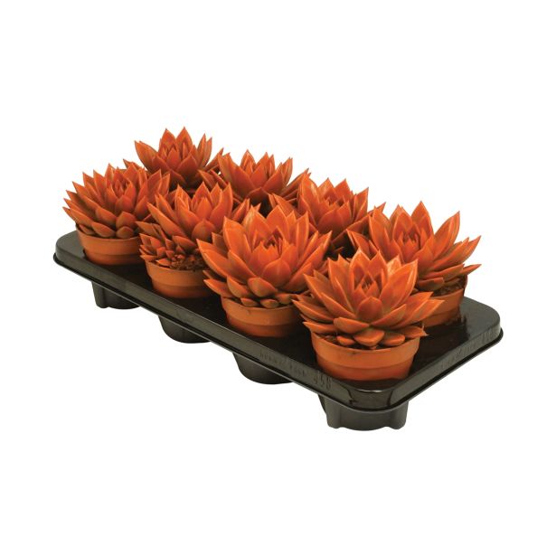 ZELENA RASTLINA EŠEVERIJA