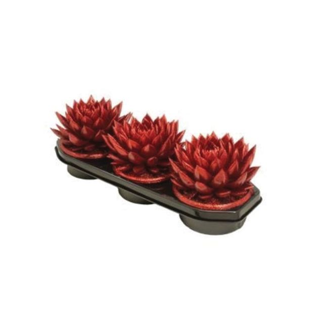 ZELENA RASTLINA EŠEVERIJA BARVANA RDEČA L17