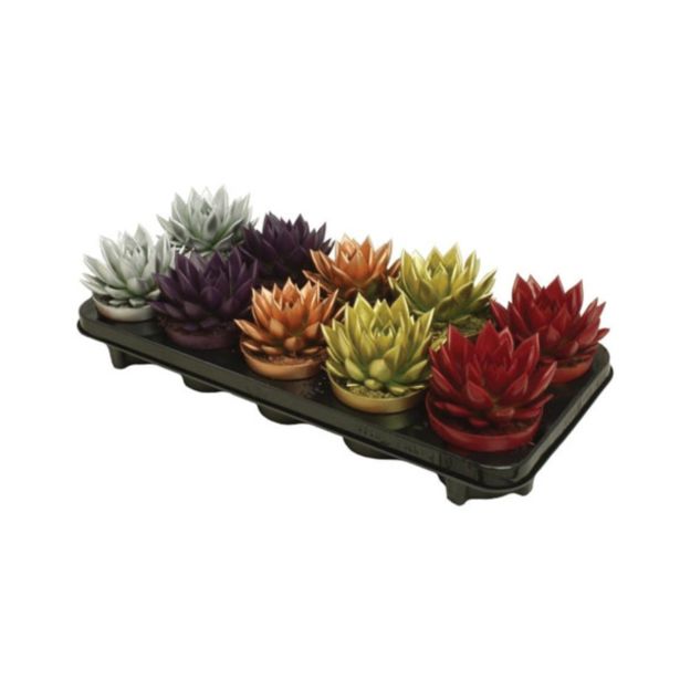 ZELENA RASTLINA EŠEVERIJA BARVANA SIJAJ L10