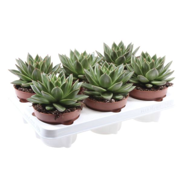 EŠEVERIJA MIRANDA L10