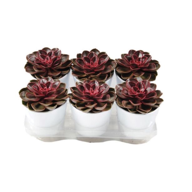 EŠEVERIJA PURPLE MONACO L12