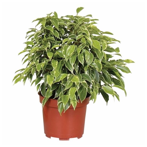 FIKUS BENJAMIN KINKY L12