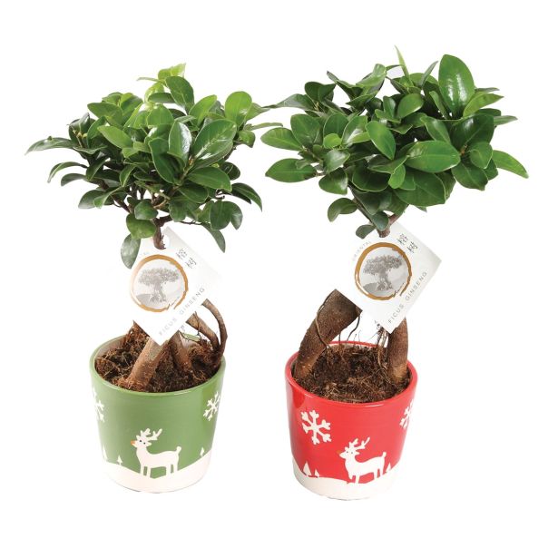 ZELENA RASTLINA FICUS GINSENG NOVO LETO