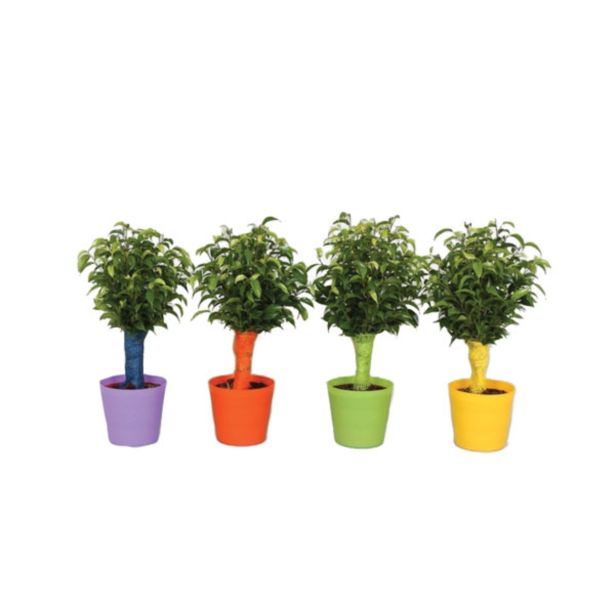 FIKUS BENJAMINA NATASJA V OKRASNEM LONČKU L12