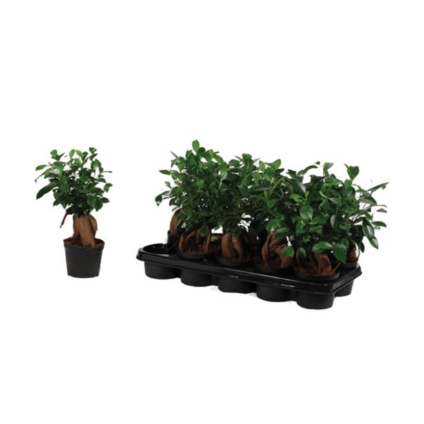 ZELENA RASTLINA FIKUS MICROCARPA GINSENG L12