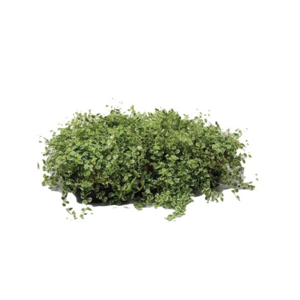 ZELENA RASTLINA FIKUS WHITE SUNNY