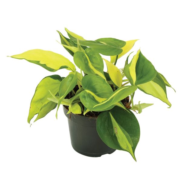 ZELENA RASTLINA FILODENDRON