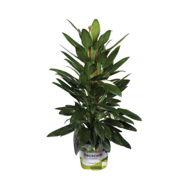 FILODENDRON FLILODENDRON COBRA L19