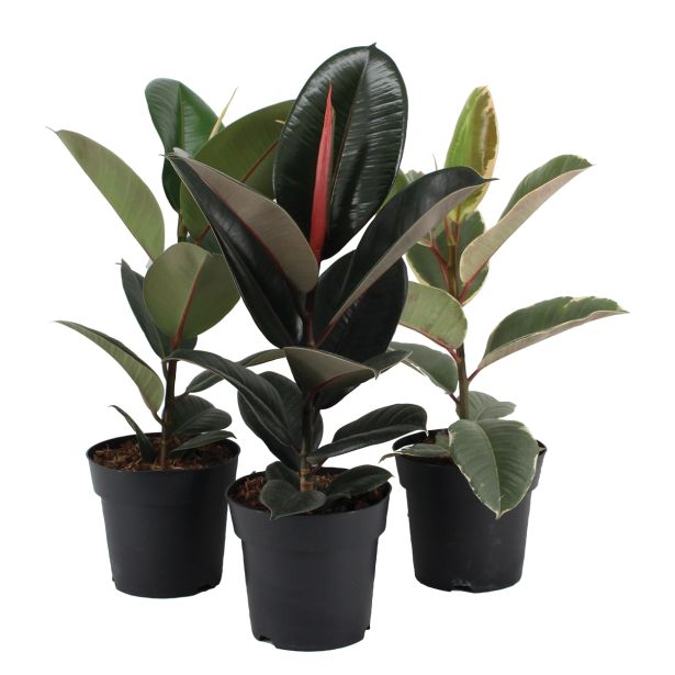 ZELENA RASTLINA GUMOVEC