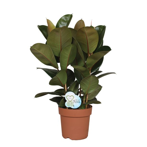 ZELENA RASTLINA GUMOVEC