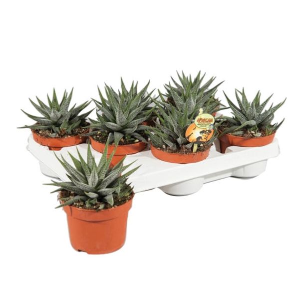 ZELENA RASTLINA HAVORTIJA FASCIATA CONCOLOR