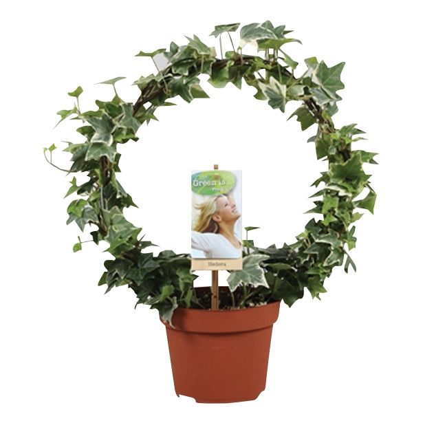 ZELENA RASTLINA HEDERA NA OPORI-KROG