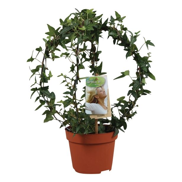 ZELENA RASTLINA HEDERA NA OPORI-KROG