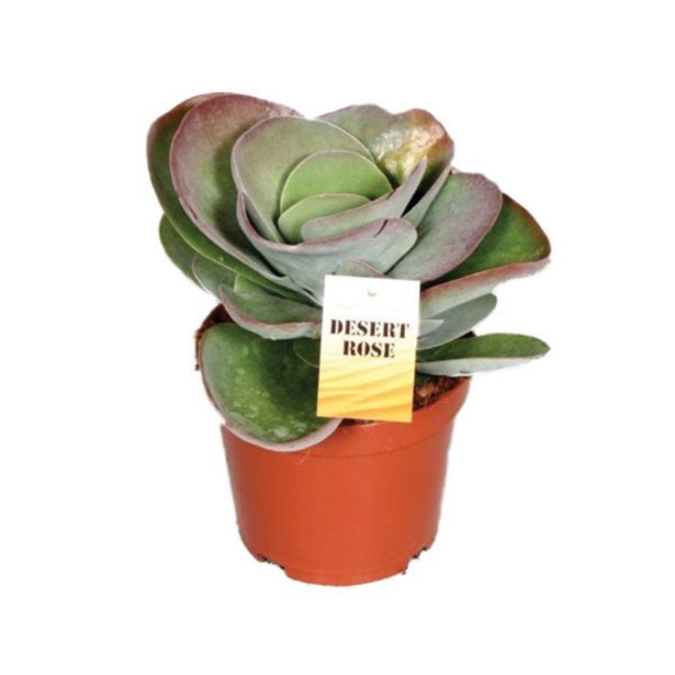 ZELENA RASTLINA KALANHOJA DESERT ROSE