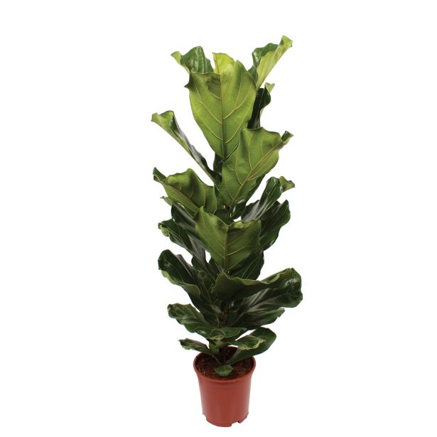 ZELENA RASTLINA LIRASTOLISTI FIKUS