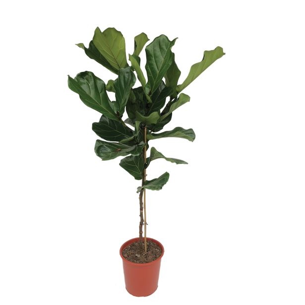 ZELENA RASTLINA LIRASTOLISTI FIKUS