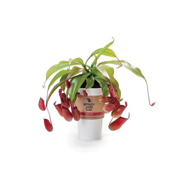 ZELENA RASTLINA MALAJSKA VRČNICA NEPENTHES L12