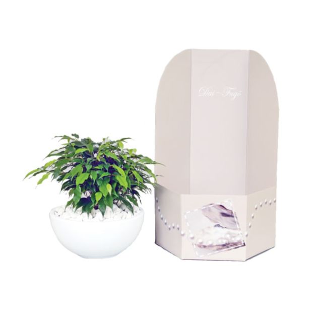 ZELENA RASTLINA NASAD V OKRASNI POSODI L22