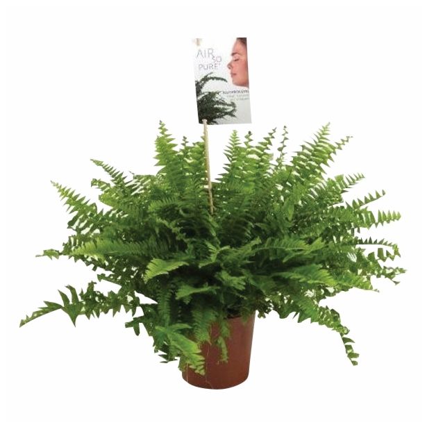 PRAPROT NEPHROLEPIS BOSTON L12