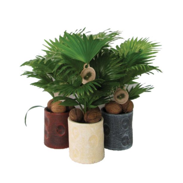 ZELENA RASTLINA PAHLJAČASTA PALMA V OKRASNEM LONCU